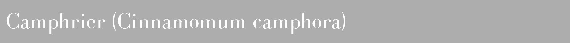 Étiquette de : Cinnamomum camphora - format a - style blanche22bod avec comestibilité