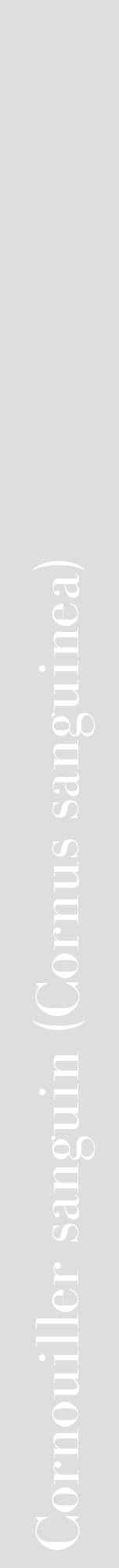 Étiquette de : Cornus sanguinea - format a - style blanche20bod avec comestibilité - position verticale