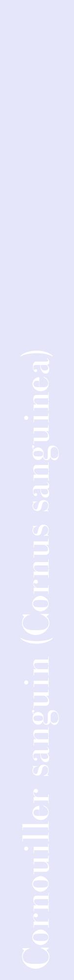 Étiquette de : Cornus sanguinea - format a - style blanche55bod avec comestibilité