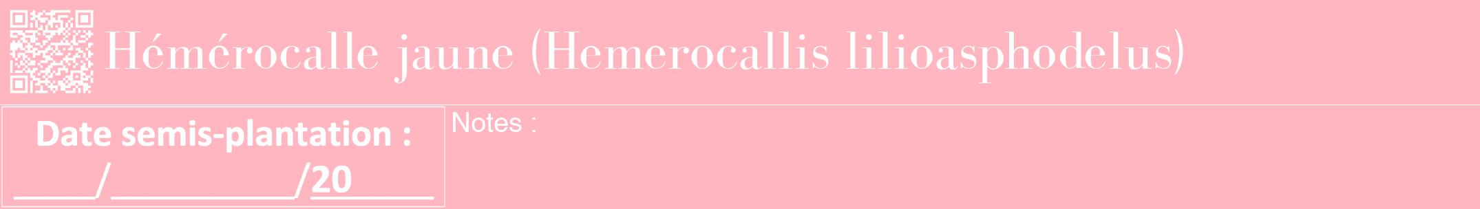 Étiquette de : Hemerocallis lilioasphodelus - format a - style blanche41bod avec qrcode et comestibilité