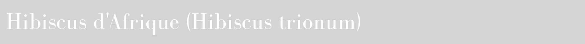 Étiquette de : Hibiscus trionum - format a - style blanche40bod avec comestibilité