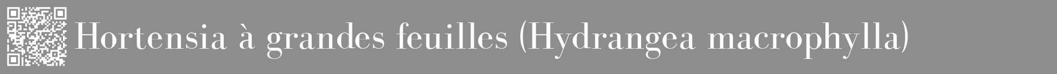 Étiquette de : Hydrangea macrophylla - format a - style blanche2bod avec qrcode et comestibilité