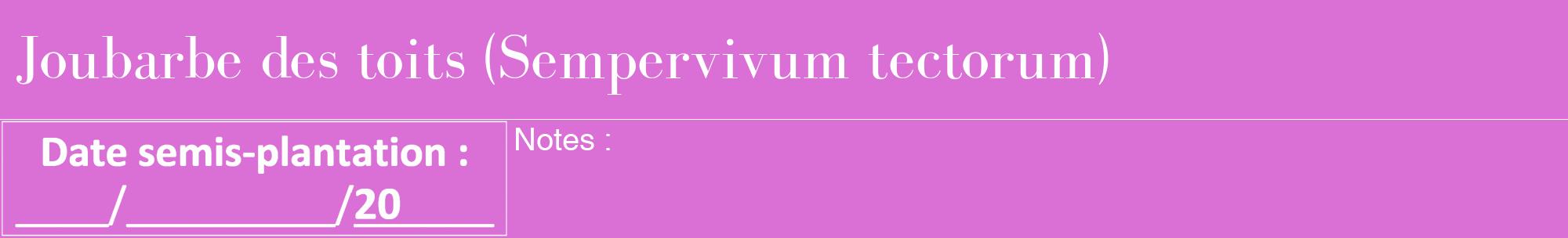 Étiquette de : Sempervivum tectorum - format a - style blanche52bod avec comestibilité