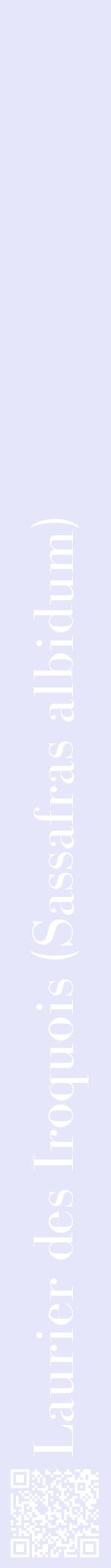 Étiquette de : Sassafras albidum - format a - style blanche55bod avec qrcode et comestibilité