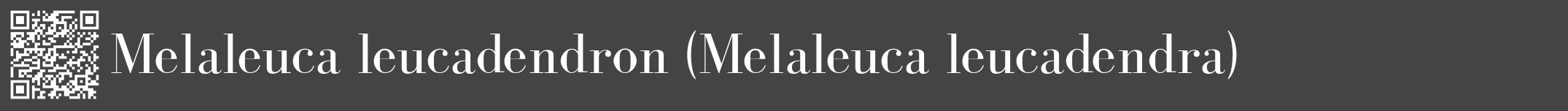 Étiquette de : Melaleuca leucadendra - format a - style blanche48bod avec qrcode et comestibilité