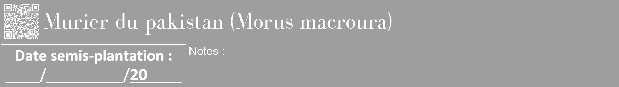 Étiquette de : Morus macroura - format a - style blanche42bod avec qrcode et comestibilité
