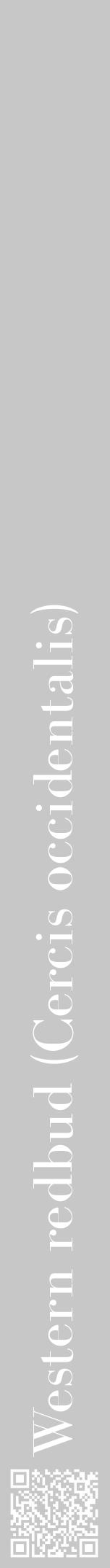 Étiquette de : Cercis occidentalis - format a - style blanche15bod avec qrcode et comestibilité - position verticale