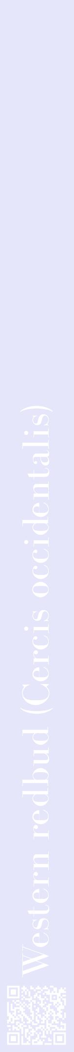 Étiquette de : Cercis occidentalis - format a - style blanche55bod avec qrcode et comestibilité