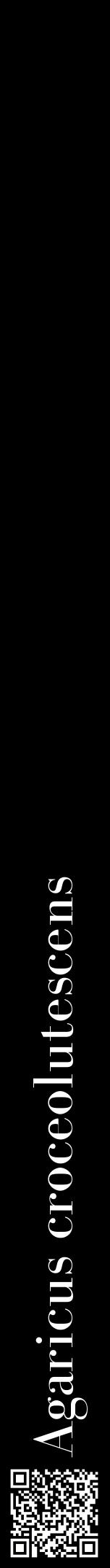 Étiquette de : Agaricus croceolutescens - format a - style blanche59bod avec qrcode et comestibilité