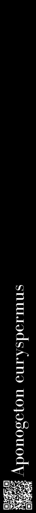 Étiquette de : Aponogeton euryspermus - format a - style blanche59bod avec qrcode et comestibilité