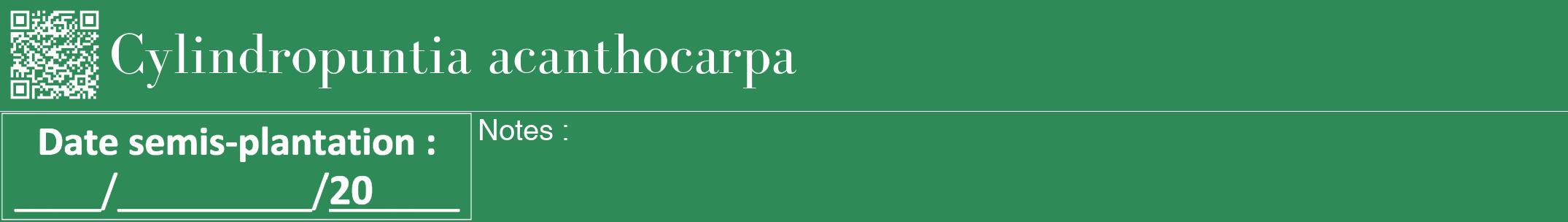 Étiquette de : Cylindropuntia acanthocarpa - format a - style blanche11bod avec qrcode et comestibilité