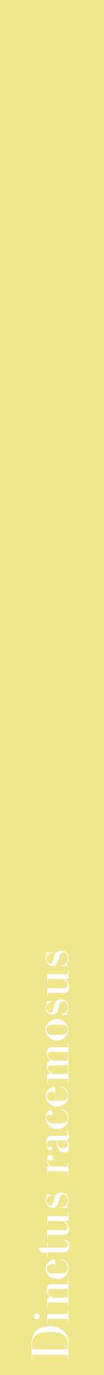 Étiquette de : Dinetus racemosus - format a - style blanche20bod avec comestibilité