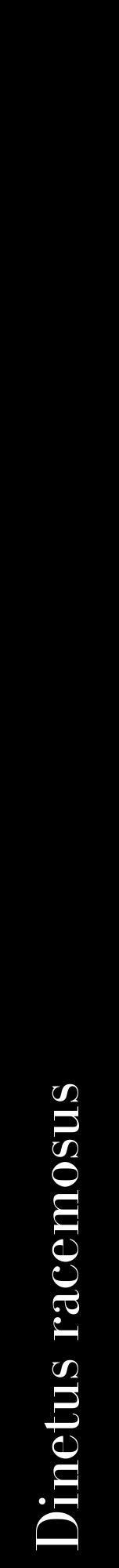 Étiquette de : Dinetus racemosus - format a - style blanche59bod avec comestibilité