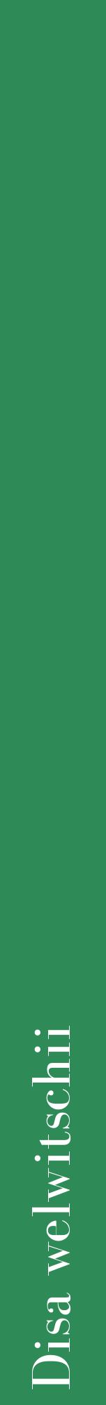 Étiquette de : Disa welwitschii - format a - style blanche11bod avec comestibilité