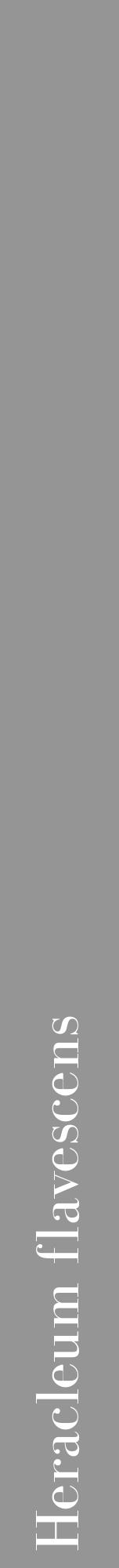 Étiquette de : Heracleum flavescens - format a - style blanche16bod avec comestibilité - position verticale