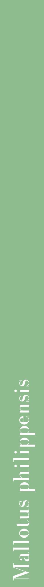 Étiquette de : Mallotus philippensis - format a - style blanche13bod avec comestibilité