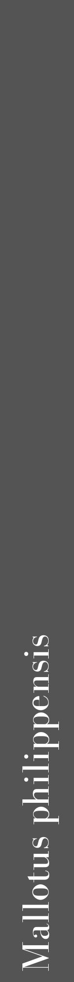 Étiquette de : Mallotus philippensis - format a - style blanche30bod avec comestibilité - position verticale