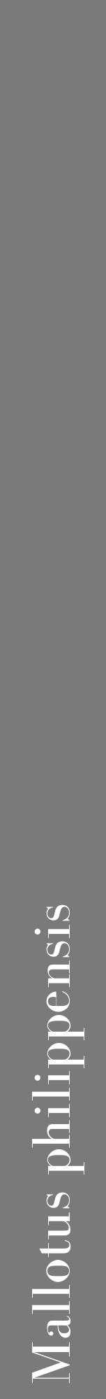 Étiquette de : Mallotus philippensis - format a - style blanche3bod avec comestibilité - position verticale