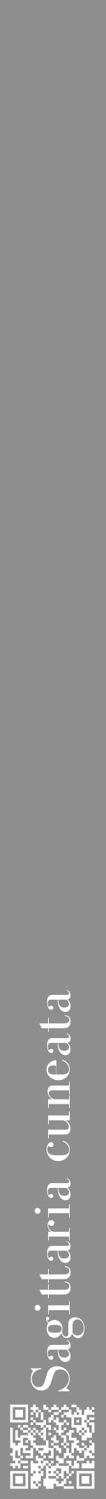 Étiquette de : Sagittaria cuneata - format a - style blanche25bod avec qrcode et comestibilité - position verticale