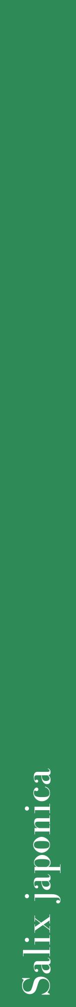 Étiquette de : Salix japonica - format a - style blanche11bod avec comestibilité