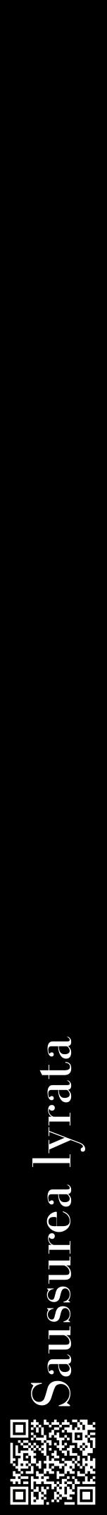 Étiquette de : Saussurea lyrata - format a - style blanche59bod avec qrcode et comestibilité