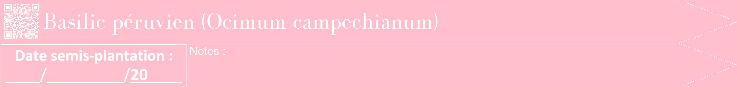 Étiquette de : Ocimum campechianum - format b - style blanche40bod avec qrcode et comestibilité