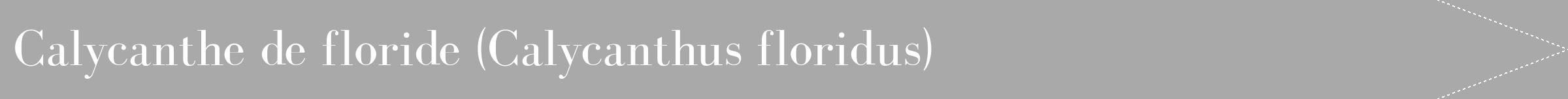 Étiquette de : Calycanthus floridus - format b - style blanche13bod avec comestibilité