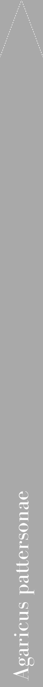 Étiquette de : Agaricus pattersonae - format b - style blanche13bod avec comestibilité - position verticale