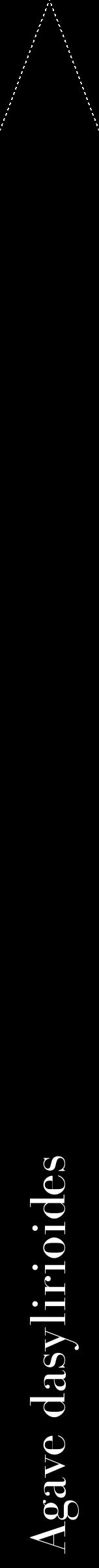 Étiquette de : Agave dasylirioides - format b - style blanche59bod avec comestibilité