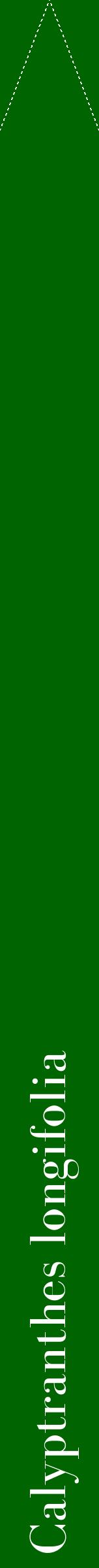 Étiquette de : Calyptranthes longifolia - format b - style blanche8bod avec comestibilité