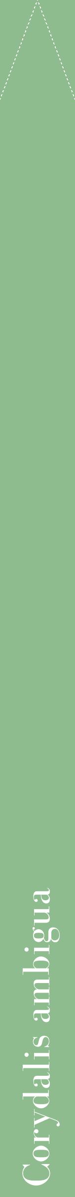 Étiquette de : Corydalis ambigua - format b - style blanche13bod avec comestibilité