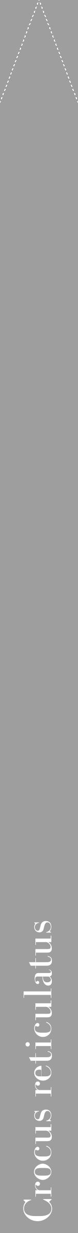 Étiquette de : Crocus reticulatus - format b - style blanche23bod avec comestibilité - position verticale