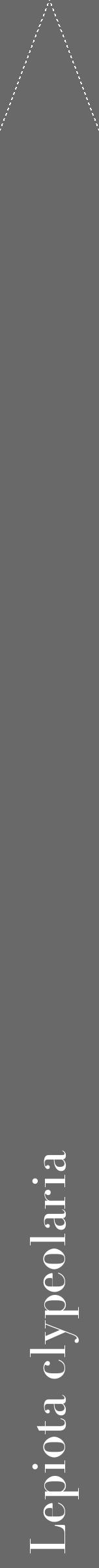 Étiquette de : Lepiota clypeolaria - format b - style blanche51bod avec comestibilité - position verticale