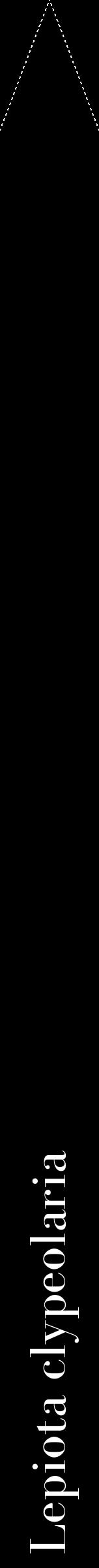 Étiquette de : Lepiota clypeolaria - format b - style blanche59bod avec comestibilité