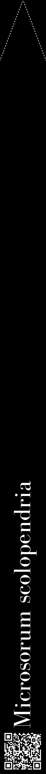 Étiquette de : Microsorum scolopendria - format b - style blanche59bod avec qrcode et comestibilité