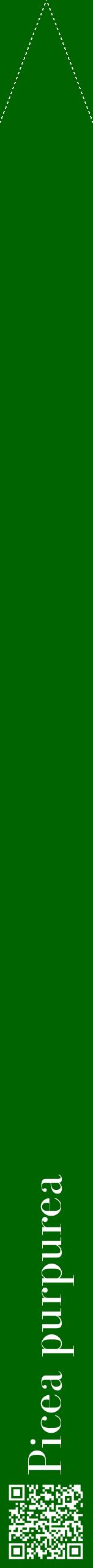Étiquette de : Picea purpurea - format b - style blanche8bod avec qrcode et comestibilité
