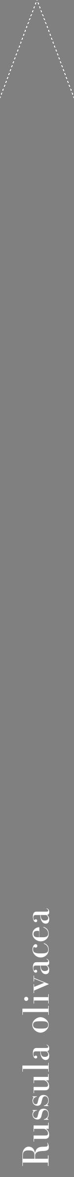 Étiquette de : Russula olivacea - format b - style blanche57bod avec comestibilité