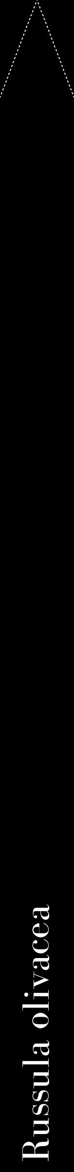 Étiquette de : Russula olivacea - format b - style blanche59bod avec comestibilité