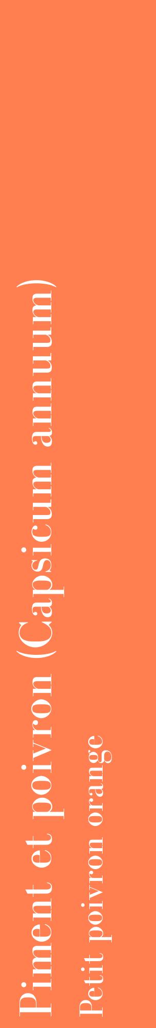 Étiquette de : Capsicum annuum Petit poivron orange - format c - style blanche24_basiquebod avec comestibilité