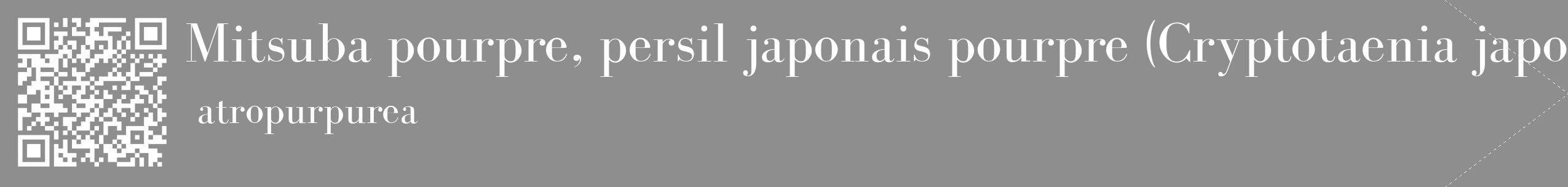 Étiquette de : Cryptotaenia japonica atropurpurea - format c - style blanche25_simple_simplebod avec qrcode et comestibilité