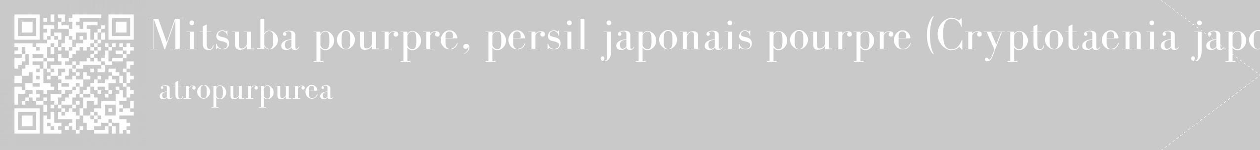 Étiquette de : Cryptotaenia japonica atropurpurea - format c - style blanche54_simple_simplebod avec qrcode et comestibilité