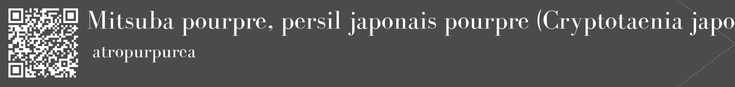 Étiquette de : Cryptotaenia japonica atropurpurea - format c - style blanche9_simple_simplebod avec qrcode et comestibilité