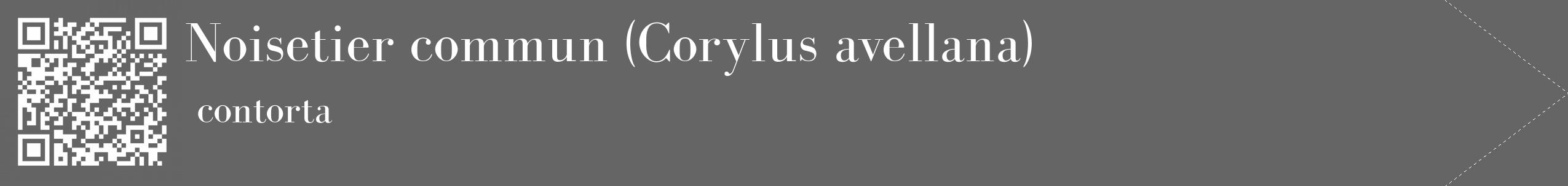 Étiquette de : Corylus avellana contorta - format c - style blanche32_simple_simplebod avec qrcode et comestibilité