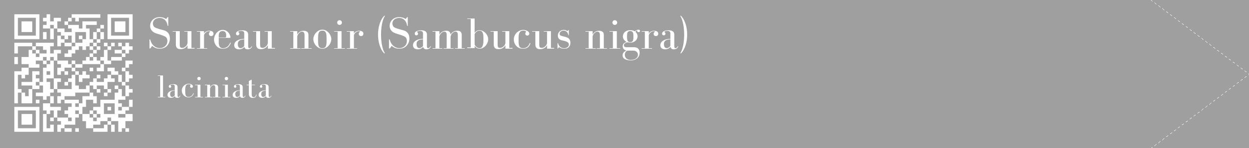 Étiquette de : Sambucus nigra laciniata - format c - style blanche24_simple_simplebod avec qrcode et comestibilité