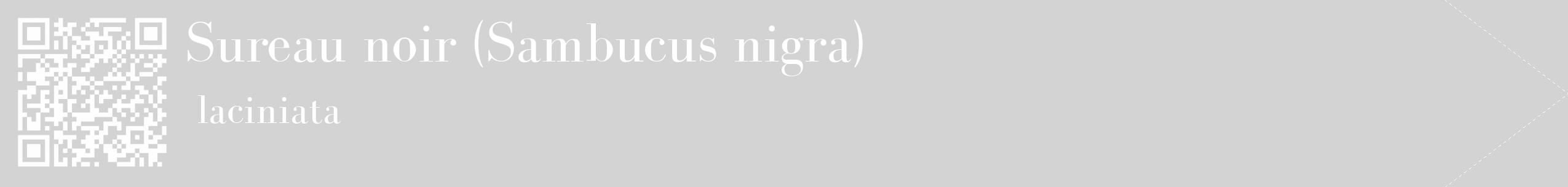 Étiquette de : Sambucus nigra laciniata - format c - style blanche56_simple_simplebod avec qrcode et comestibilité