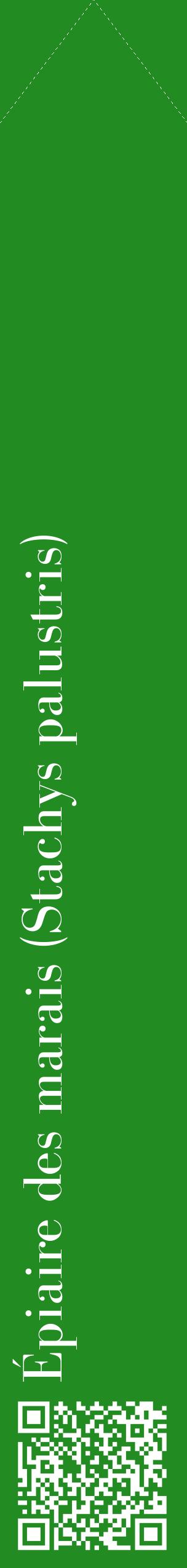 Étiquette de : Stachys palustris - format c - style blanche10_simplebod avec qrcode et comestibilité