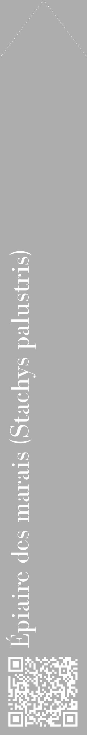 Étiquette de : Stachys palustris - format c - style blanche22_simple_simplebod avec qrcode et comestibilité - position verticale