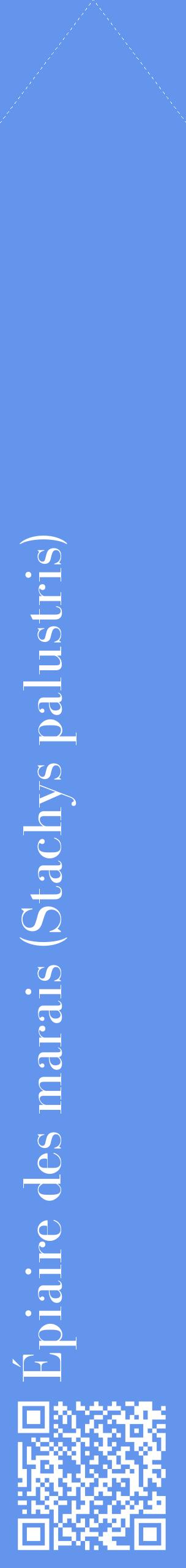 Étiquette de : Stachys palustris - format c - style blanche4_simplebod avec qrcode et comestibilité