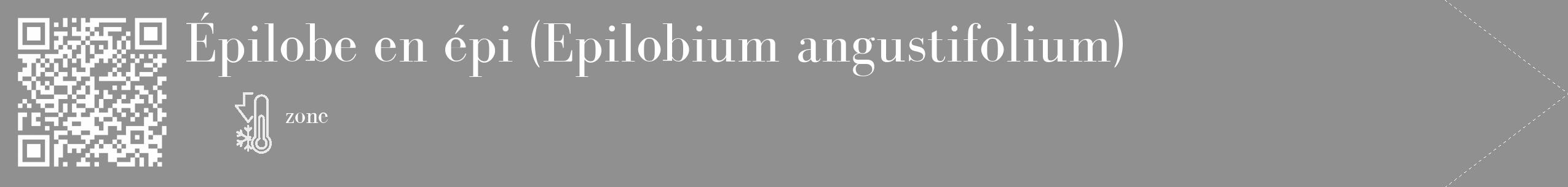 Étiquette de : Epilobium angustifolium - format c - style blanche4_simple_simplebod avec qrcode et comestibilité