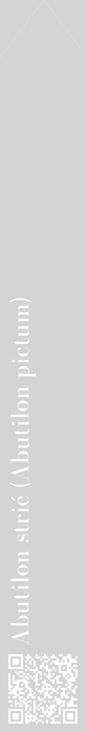 Étiquette de : Abutilon pictum - format c - style blanche40_simple_simplebod avec qrcode et comestibilité - position verticale